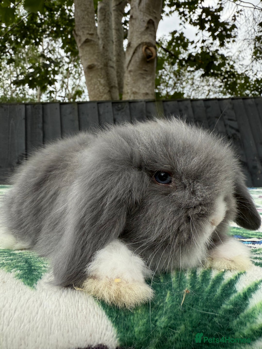 Mini Lion Lop rabbits for sale: EUROPEAN TEDDYWIDDER BABIES  - Image 3