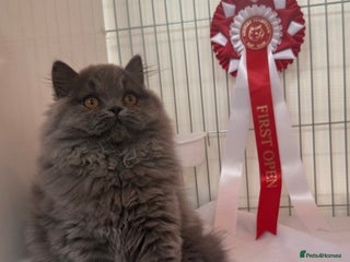 British Longhair cats - Advert 4