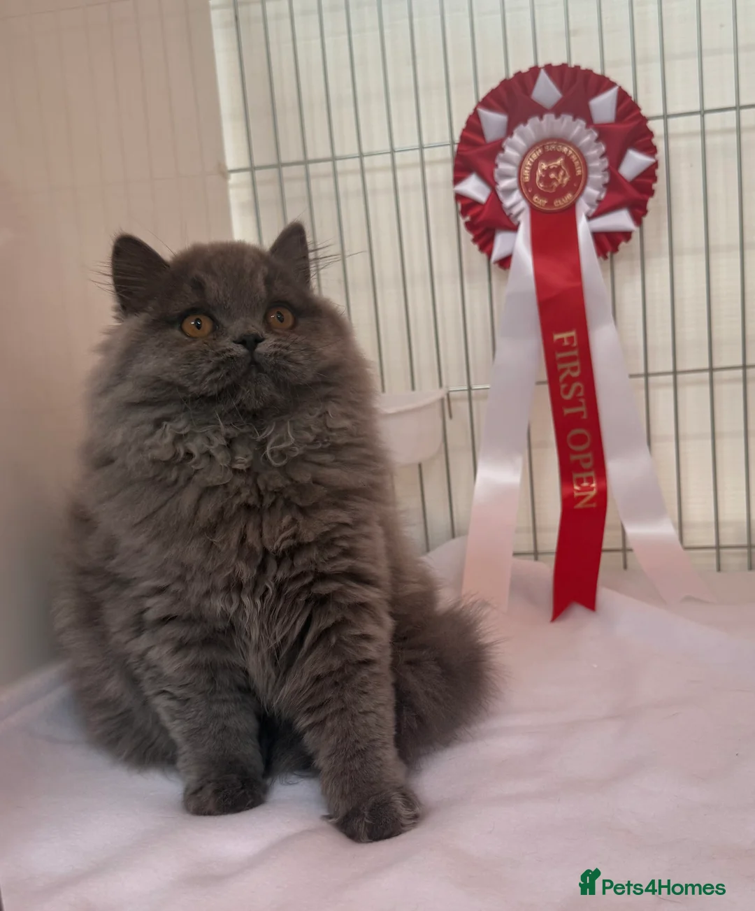 British Longhair cats for sale: Beautiful British Blue Longhair Girl  - Advert 6