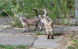 Bengal cats for sale: Champion line Bengal Snow Kittens  - Image 22