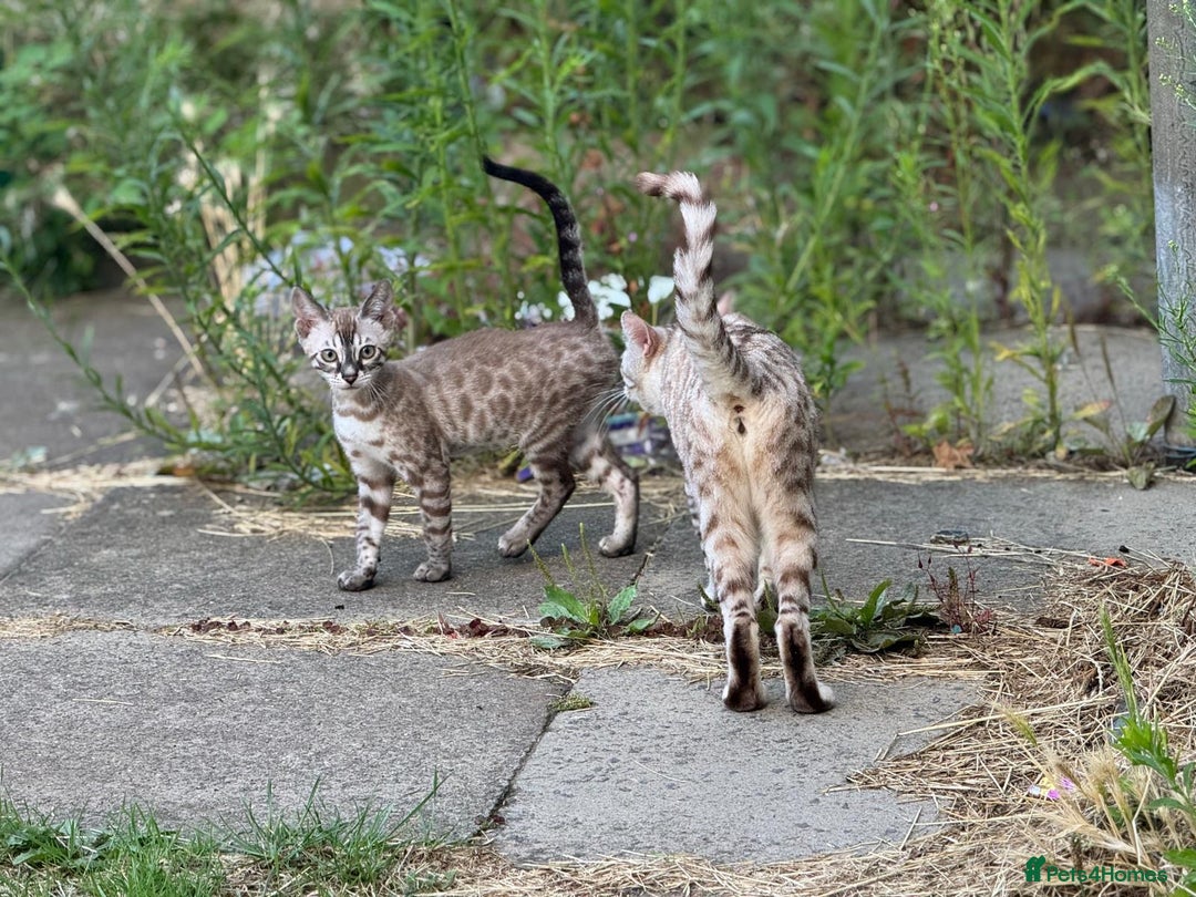 Bengal cats for sale: Champion line Bengal Snow Kittens  - Image 22