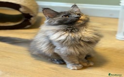 Maine Coon cats for sale: Maine Coon Pedigree  - Image 3