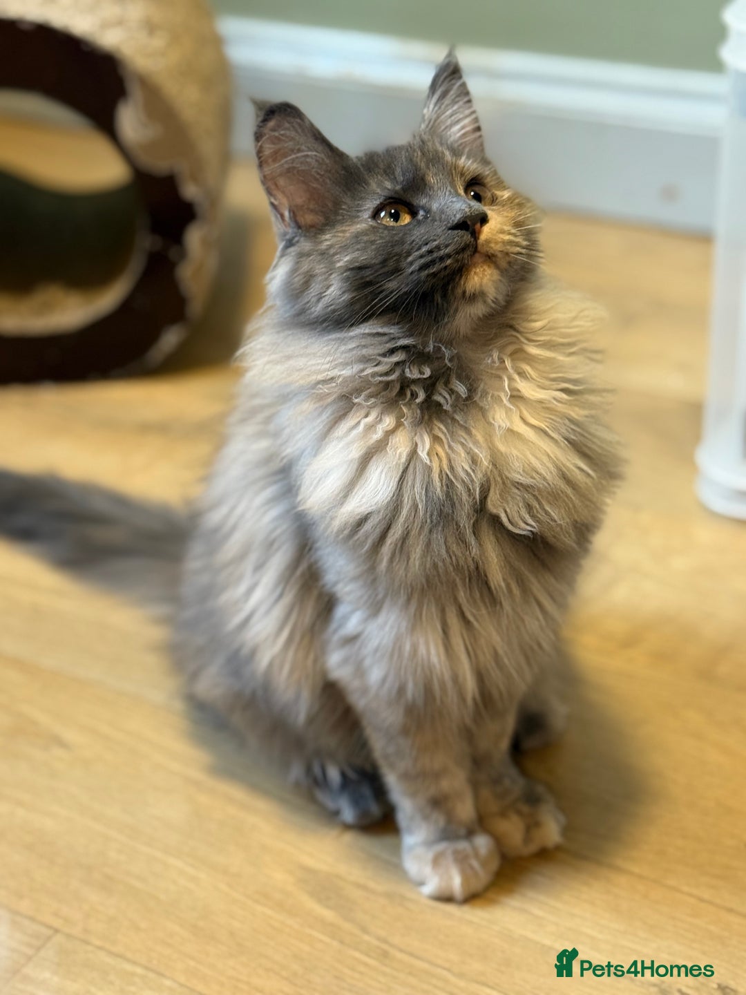 Maine Coon cats for sale: Maine Coon Pedigree  - Image 3