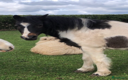 Other Breed horses for sale: 12hh mare mountain pony for sale  - Image 1