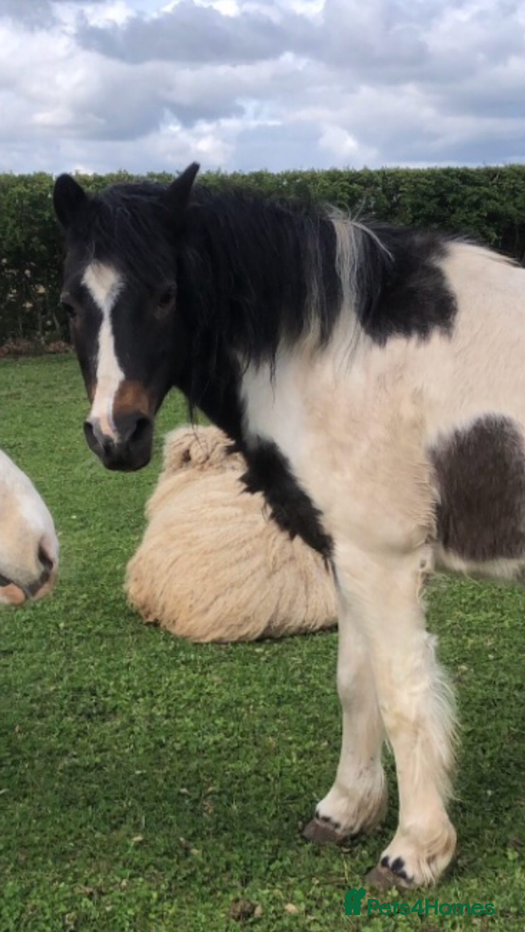 Other Breed horses for sale: 12hh mare mountain pony for sale  - Image 1