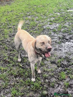 Labrador Retriever dogs Sky is looking for her new and forever home - Advert 1