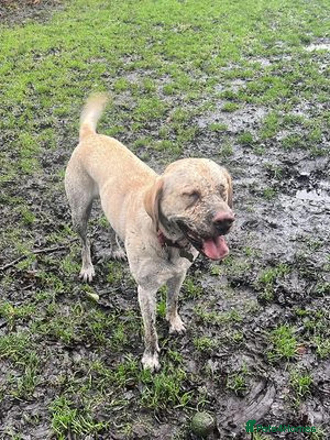 Labrador Retriever dogs for sale: Sky is looking for her new and forever home in Liverpool - Advert 1