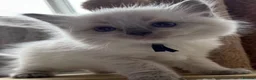 Ragdoll cats for sale: ❤️ Exceptional Lilac & Seal Point Ragdoll Kittens - Advert 37