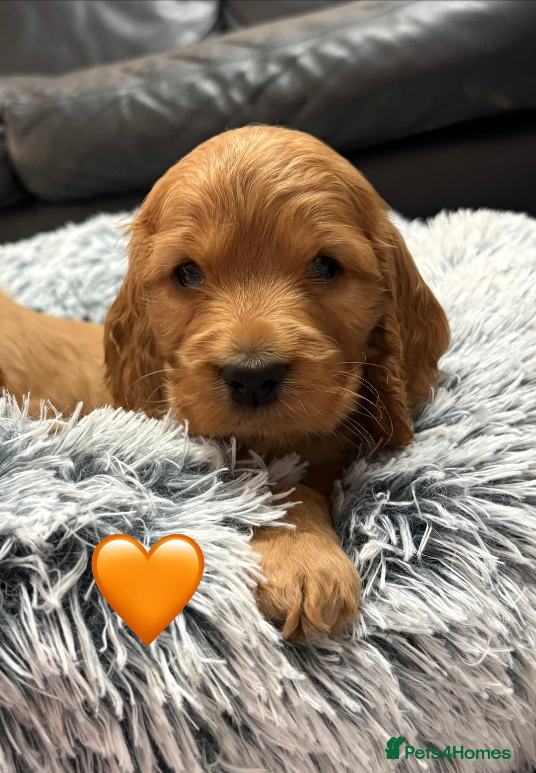 Cocker Spaniel dogs for sale: Outstanding KC Show Cocker Spaniels 🩷 - Advert 4