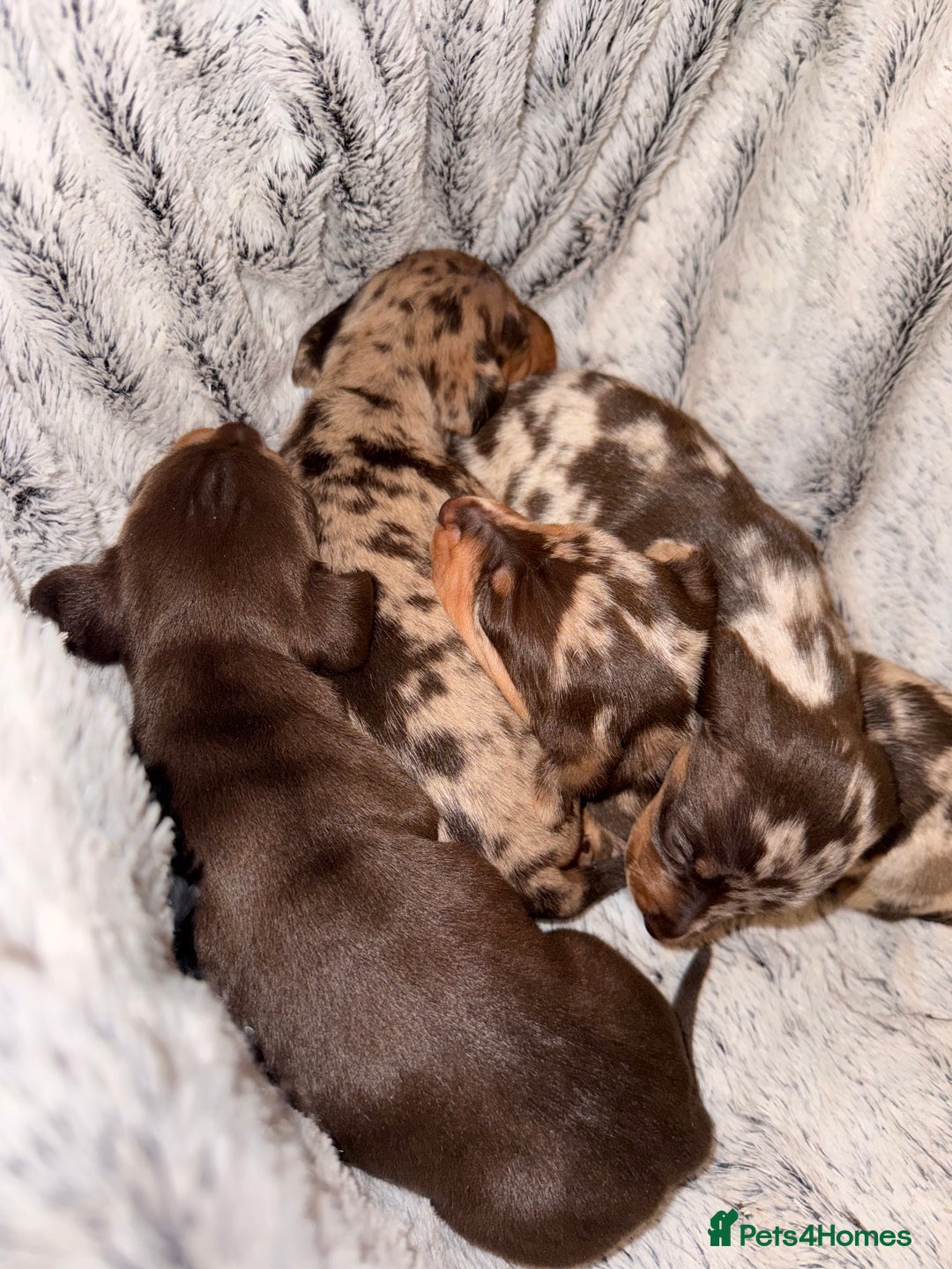 Miniature Dachshund dogs for sale: Stunning Mini-Dachshund litter - Advert 4