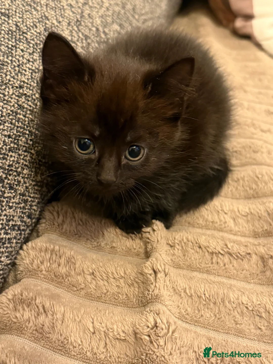 Mixed Breed cats for sale: 3 kittens for sale, 2 male 1 female in London - Advert 2