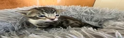 Bengal cats for sale: Beautiful half Bengal kittens - Advert 16