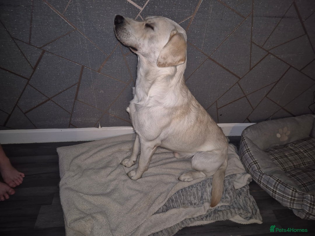 Mixed Breed dogs for sale: Staffador Puppies for sale - Advert 4