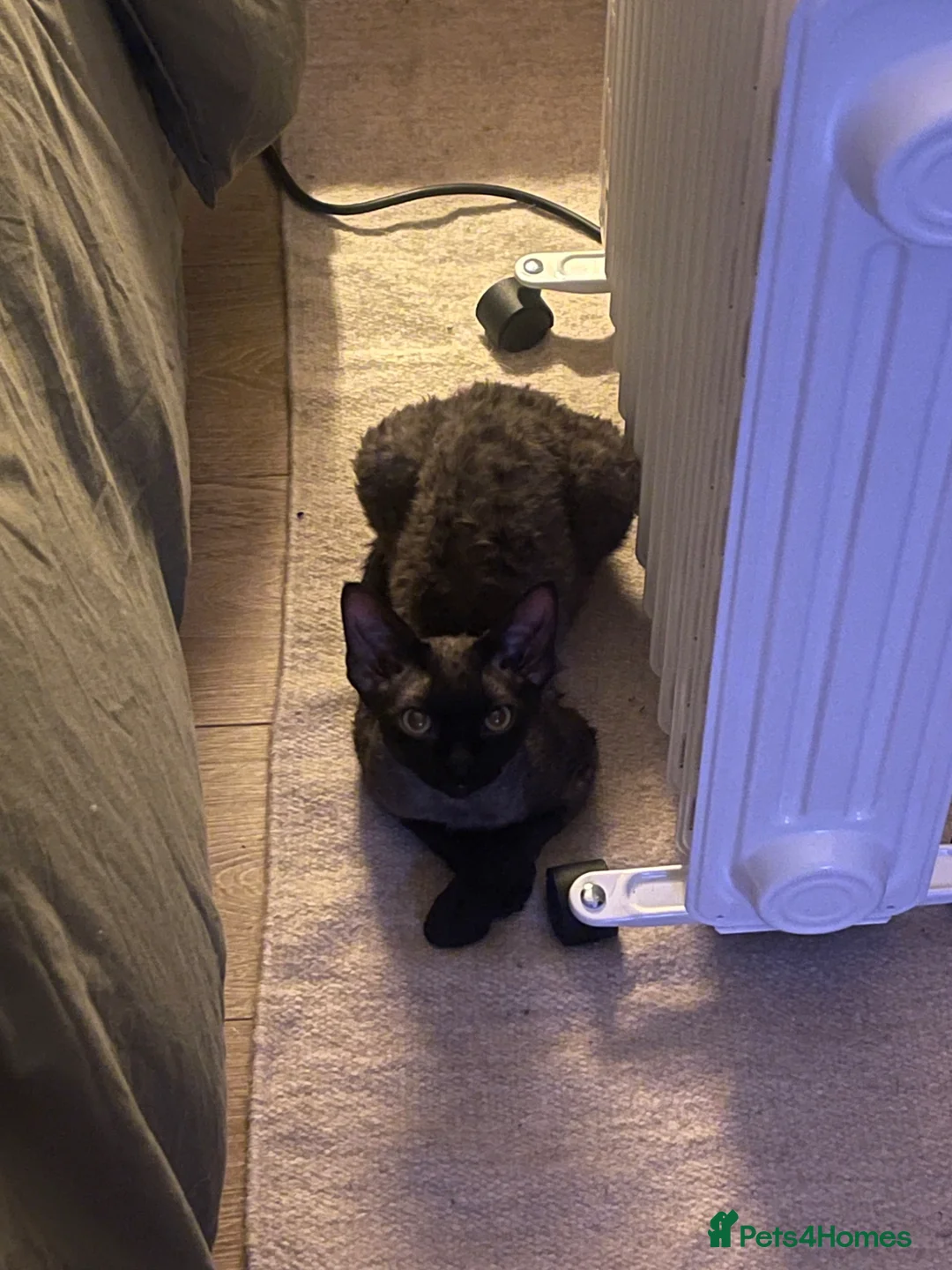 Devon Rex cats for sale: Rehoming Gizmo (devon rex kitten) - Advert 2