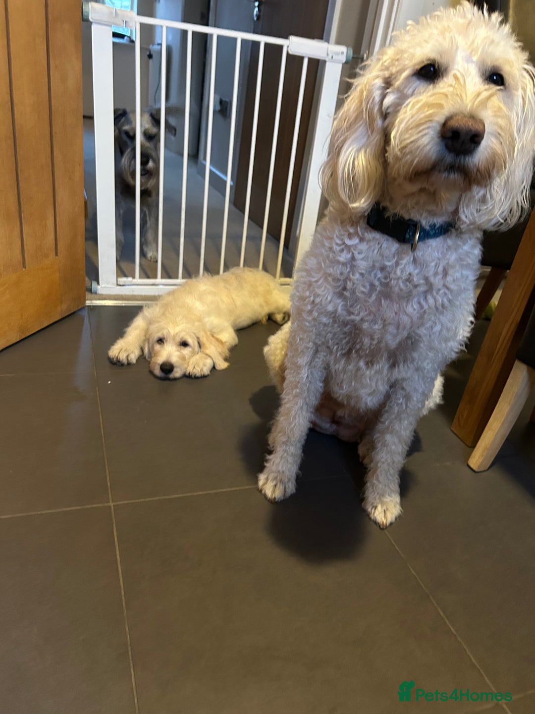 Labradoodle dogs for sale: Gorgeous labradoodle puppy  - Image 3