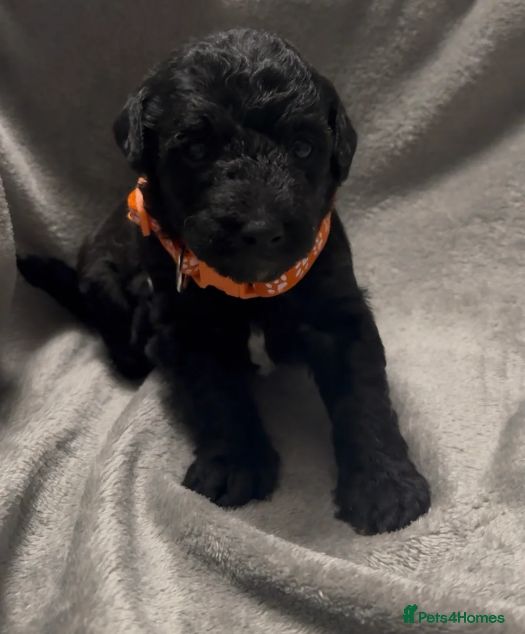 Mixed Breed dogs for sale: Poochon: 87.5% (and 12.5% jack russell) - Advert 5