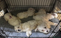 Maltese dogs for sale: Maltese Puppies - Image 7
