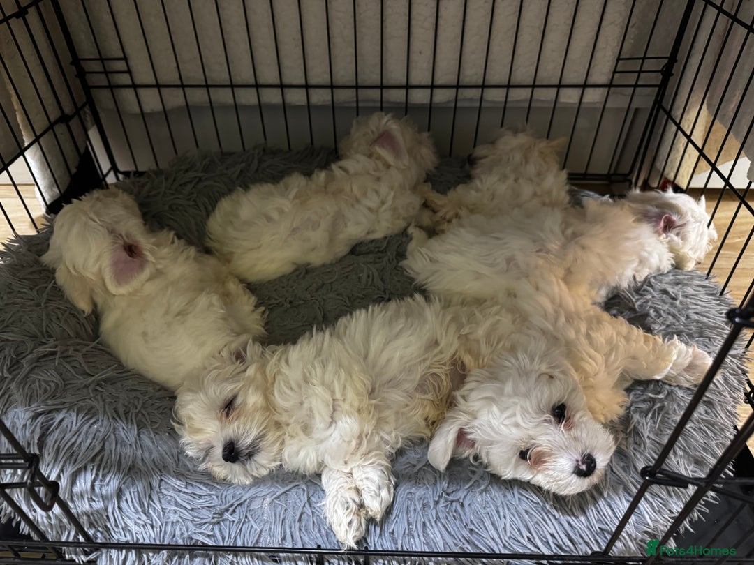 Maltese dogs for sale: Maltese Puppies - Image 7