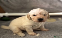 Golden Retriever dogs for sale: 3 beautiful Golden Retriever puppies  - Image 5