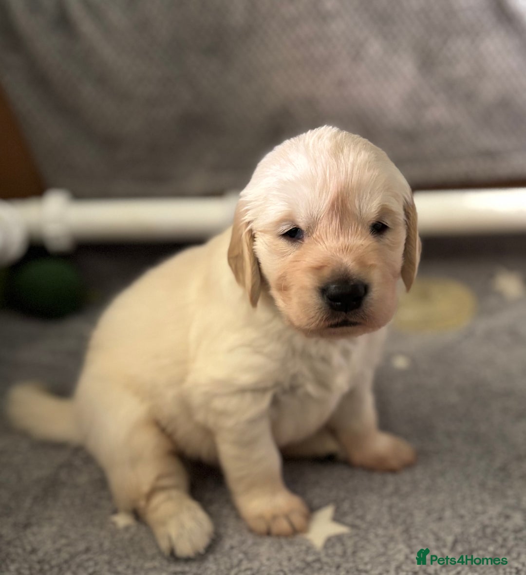 Golden Retriever dogs for sale: 3 beautiful Golden Retriever puppies  - Image 5