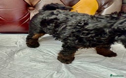 Toy Poodle dogs for sale: Four Beautiful Little Boys “Real Charmer’s “ - Image 13