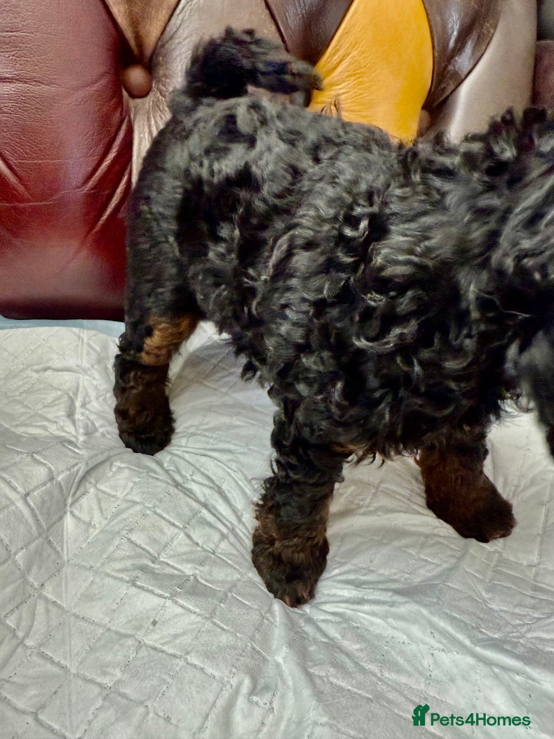 Toy Poodle dogs for sale: Four Beautiful Little Boys “Real Charmer’s “ - Image 13