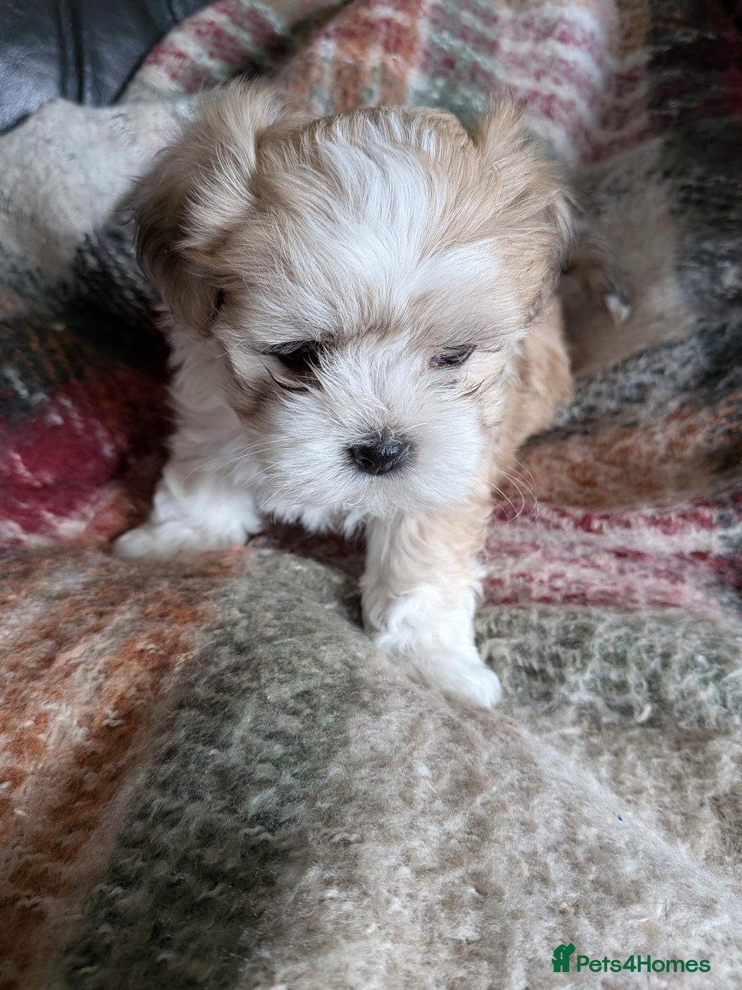 Mixed Breed dogs for sale: Lhasa Apso puppies in Kent - Image 8