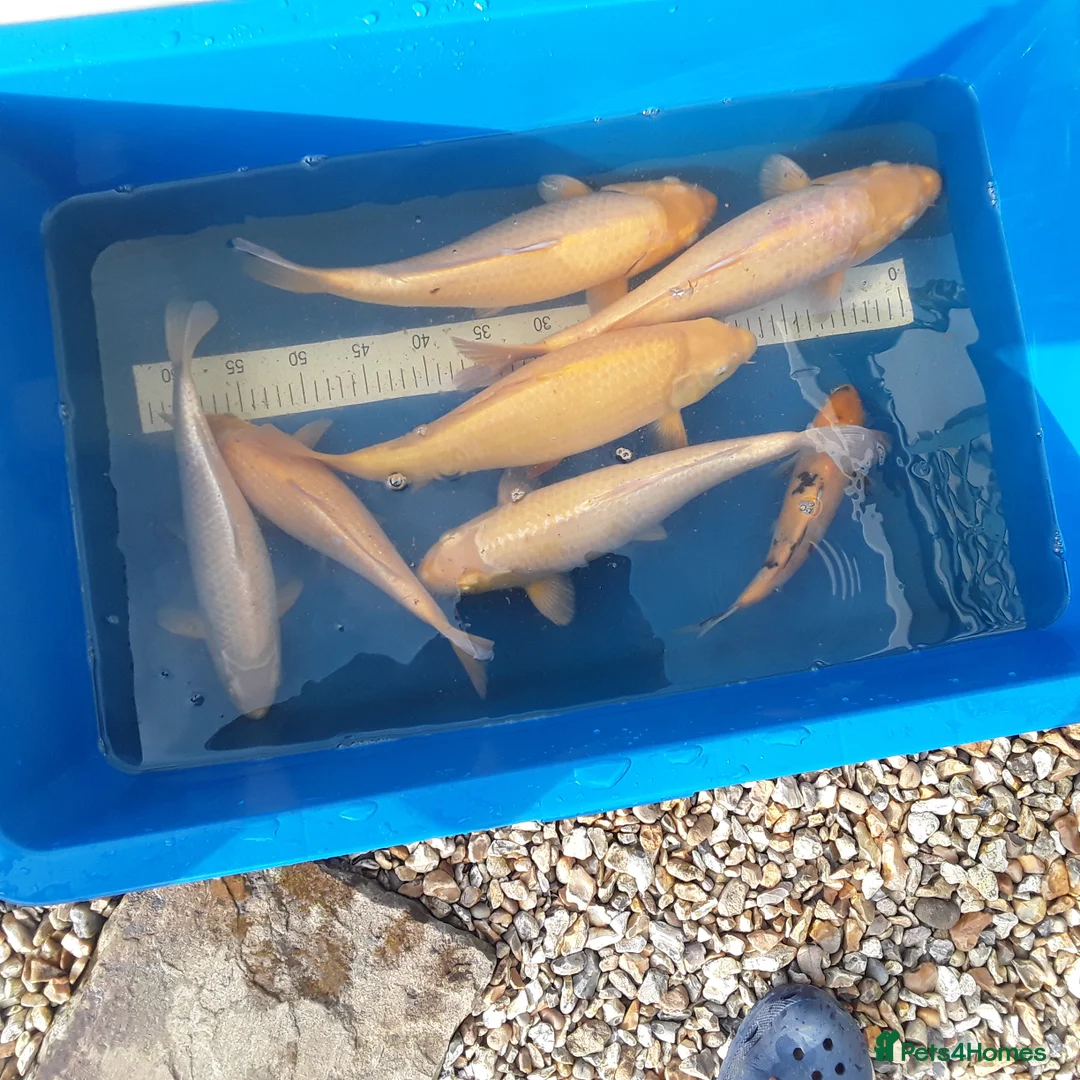 Koi Carp fish for sale: Young koi in Deeside - Advert 11