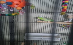 Parakeets birds for sale: Male parrolet  - Image 1