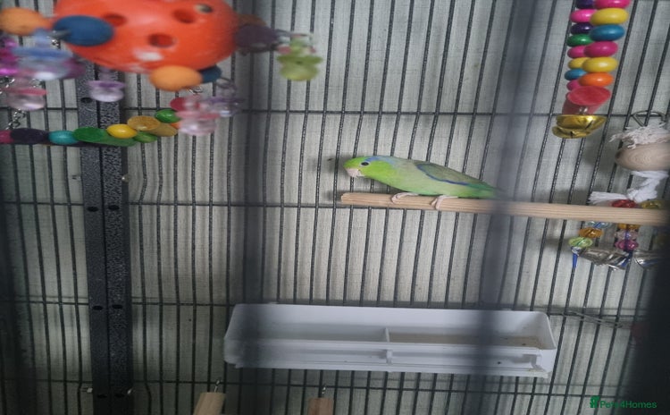 Parakeets birds - Advert 1