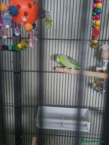 Parakeets birds - Advert 11