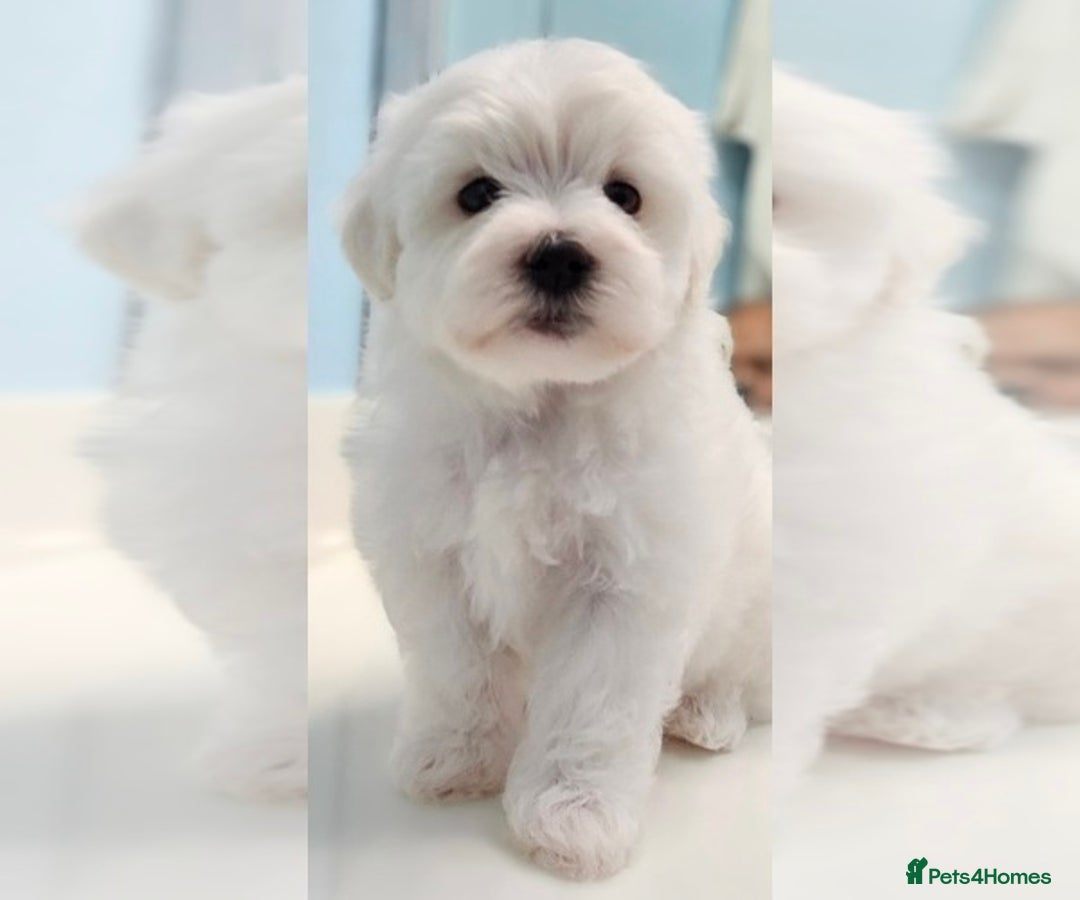 Maltese dogs for sale: Just a boy and a girl left  - Advert 2