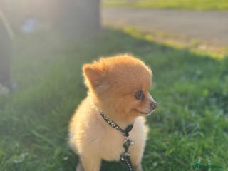 Pomeranian dogs Pomeranian for stud - Advert 2