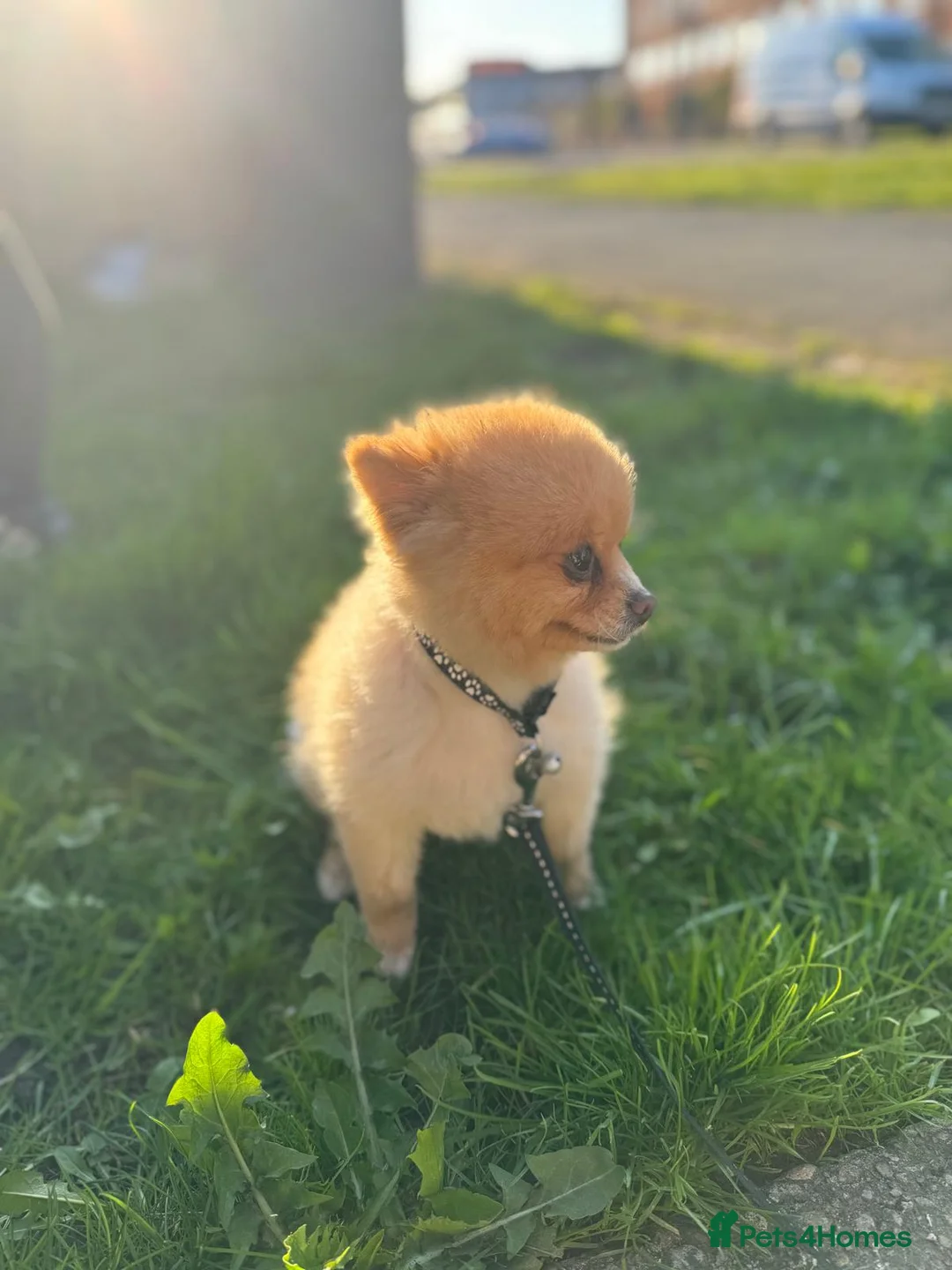 Pomeranian dogs for stud: Pomeranian for stud - Advert 1