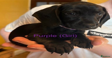 Mixed Breed dogs - Advert 6