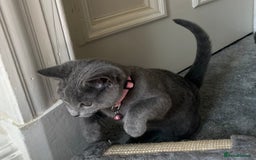 Russian Blue cats for sale: Russian Blue Kitten - Image 9