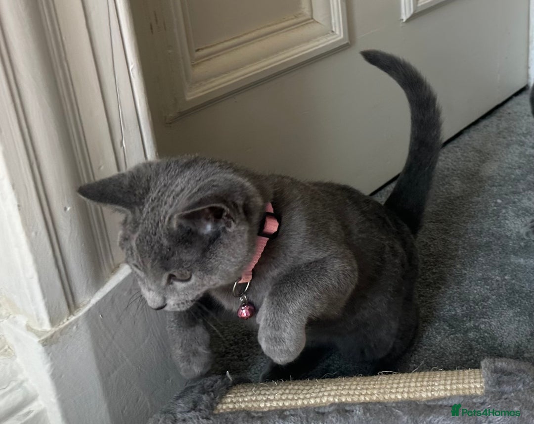 Russian Blue cats for sale: Russian Blue Kitten - Image 9