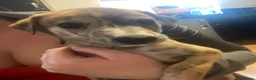 Mixed Breed dogs for sale: Saluki grayhound x kc whippet  - Advert 9