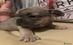 French Bulldog dogs for sale: **READY NOW**French bulldog puppies READY NOW - Image 16
