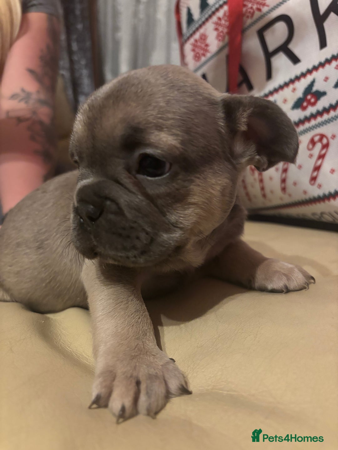 French Bulldog dogs for sale: **READY NOW**French bulldog puppies READY NOW - Image 16
