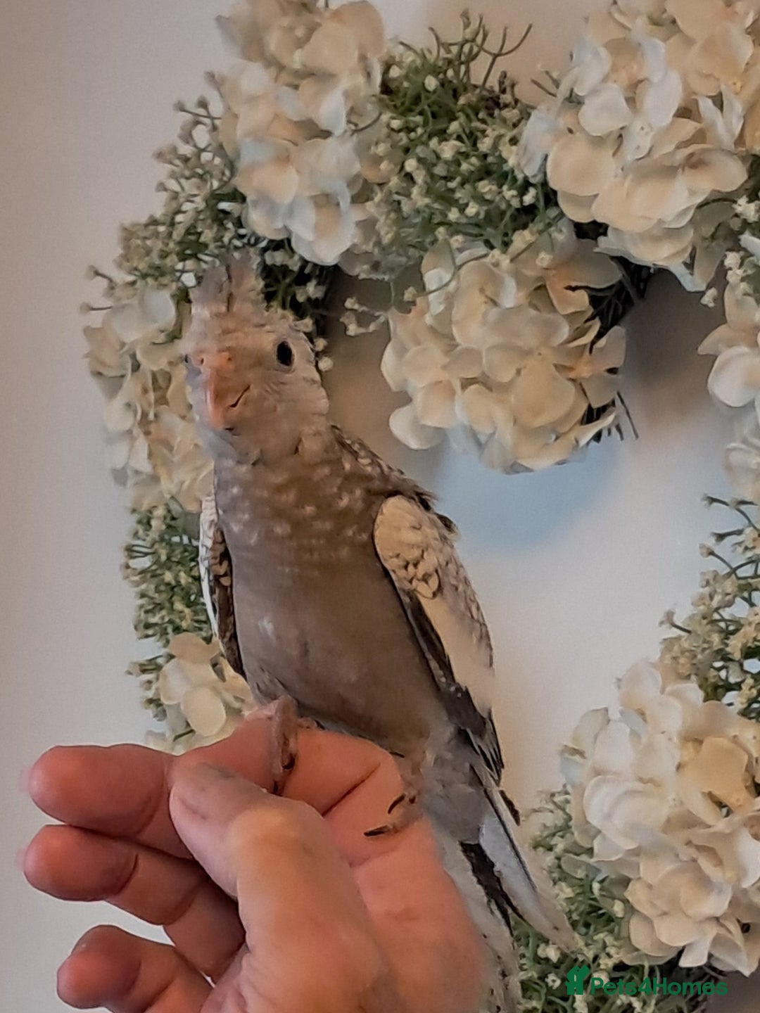 Cockatiels birds for sale: Hand reared baby cocktails very tame lovely birds  - Image 2