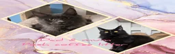 Maine Coon cats for sale: Maine coon kittens - Advert 5