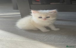 Ragdoll cats for sale: Fluffy Ragdoll cross kittens  - Image 6