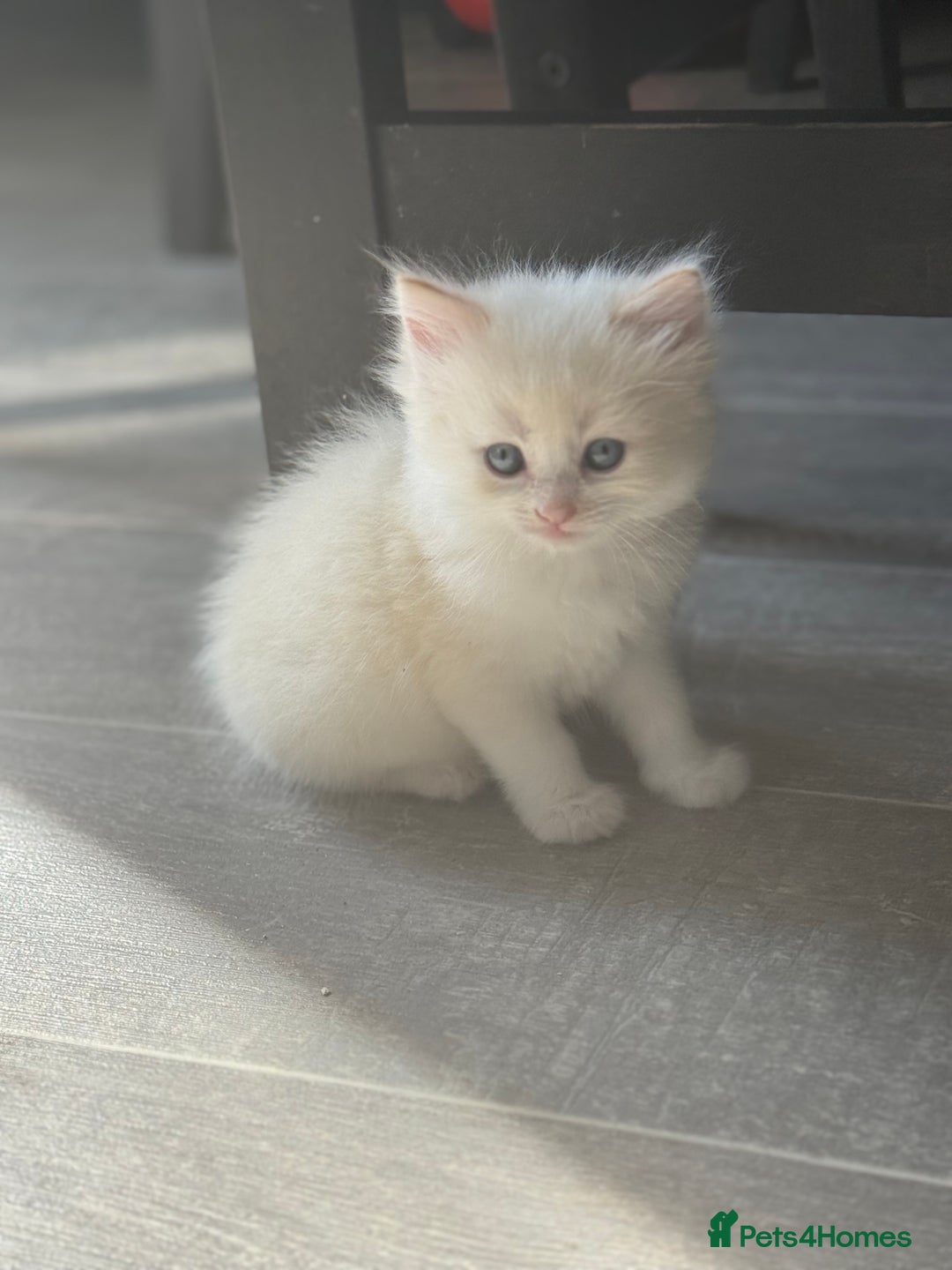 Ragdoll cats for sale: Fluffy Ragdoll cross kittens  - Image 6