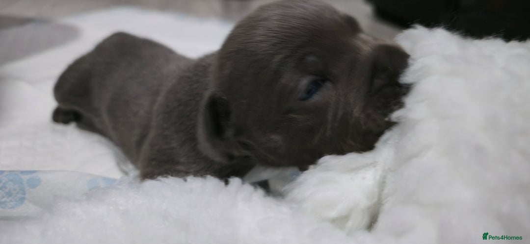 Staffordshire Bull Terrier dogs for sale:  Blue Staffy puppies for sale KC REGISTERED  - Image 38