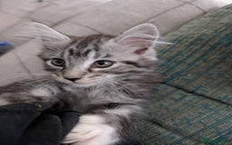 Maine Coon cats for sale: One Maine Coon silver tabby boy left. Ready now!  - Image 2