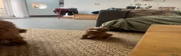 Cockapoo dogs for sale: Beautiful playful F1b cockapoos  - Advert 23