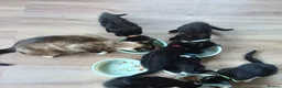 Mixed Breed cats for sale: House kittens  - Advert 1