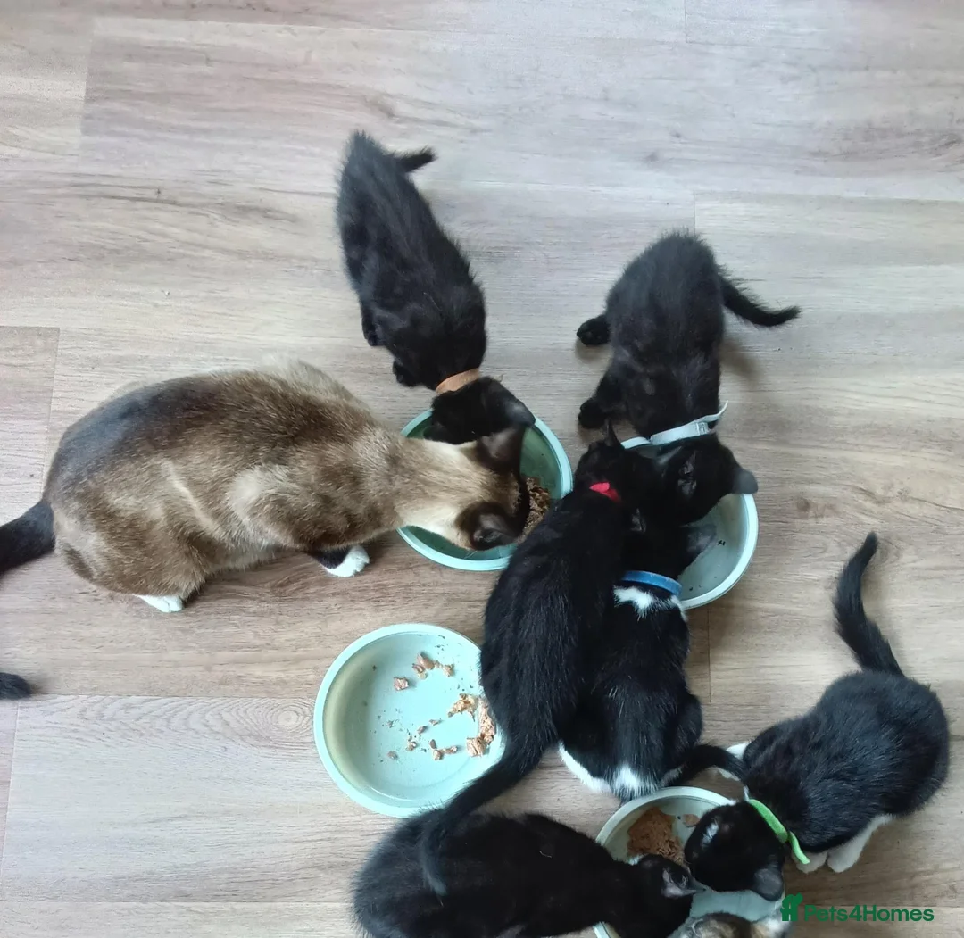 Mixed Breed cats for sale: House kittens  - Advert 1