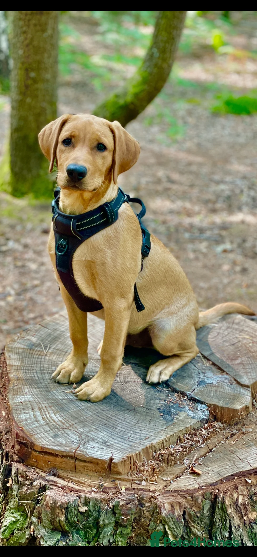 Labrador Retriever dogs for sale: Fox Red Lab boy 6 months old  in Fleet - Advert 1